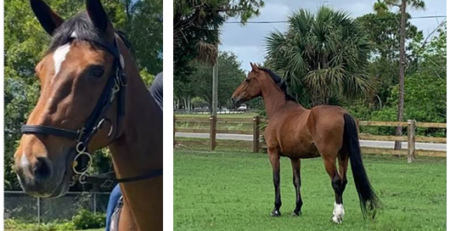 The Sheriff’s Office Mounted Unit is heartbroken to share the news of the passing of Vanessa, our beloved 18-year-old Holsteiner mare.