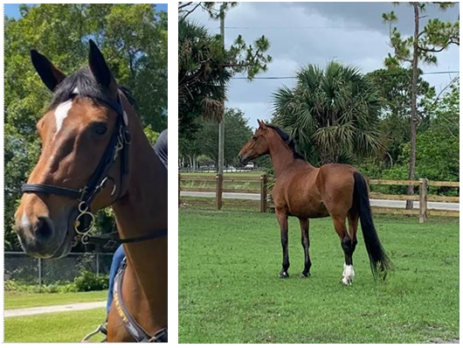 The Sheriff’s Office Mounted Unit is heartbroken to share the news of the passing of Vanessa, our beloved 18-year-old Holsteiner mare.